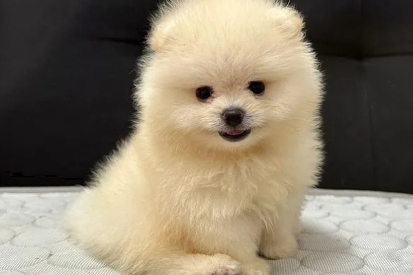 如何测试狗狗的性格，要从社交和追随等方面测试