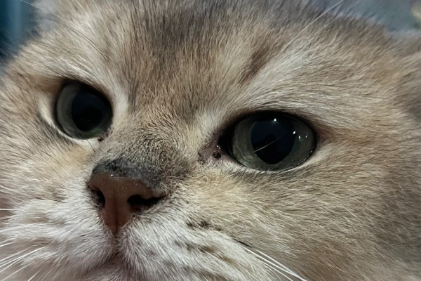猫眼睛里有毛发怎么办，使用洗眼液可将毛发洗出来