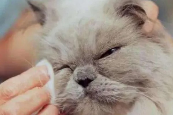 猫眼睛里有毛发怎么办，使用洗眼液可将毛发洗出来