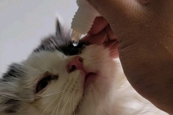 猫眼睛里有毛发怎么办，使用洗眼液可将毛发洗出来
