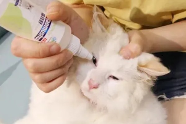 猫眼睛里有毛发怎么办，使用洗眼液可将毛发洗出来