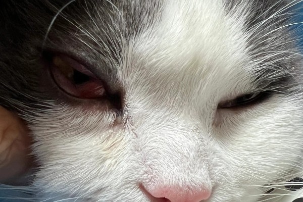 猫眼睛里有毛发怎么办，使用洗眼液可将毛发洗出来