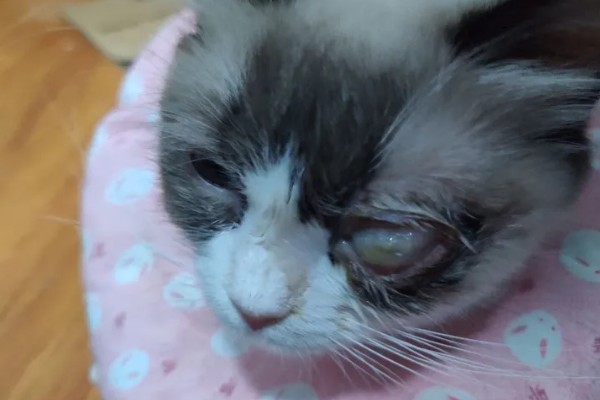 猫眼睛里有毛发怎么办，使用洗眼液可将毛发洗出来