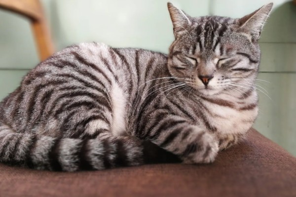 猫眼睛里有毛发怎么办，使用洗眼液可将毛发洗出来