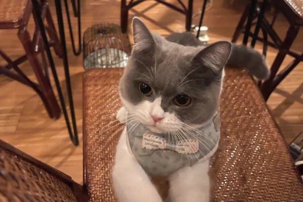 猫眼睛里有毛发怎么办，使用洗眼液可将毛发洗出来