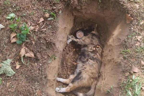 病死动物的无害化处理方法,可以用掩埋法、焚烧法等