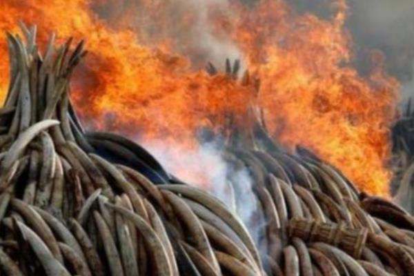 病死动物的无害化处理方法,可以用掩埋法、焚烧法等