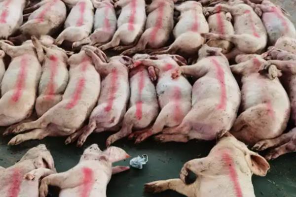 病死动物的无害化处理方法,可以用掩埋法、焚烧法等