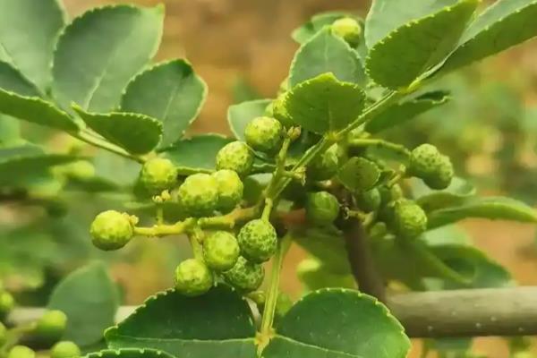 花椒怎么种植，行距保持在1米左右