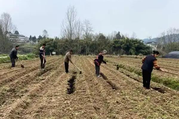花椒怎么种植，行距保持在1米左右