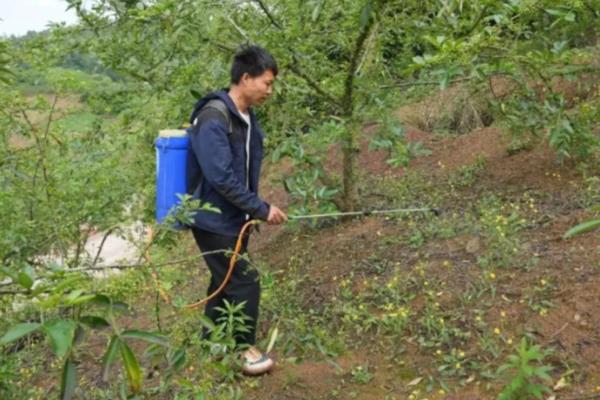 花椒怎么种植，行距保持在1米左右