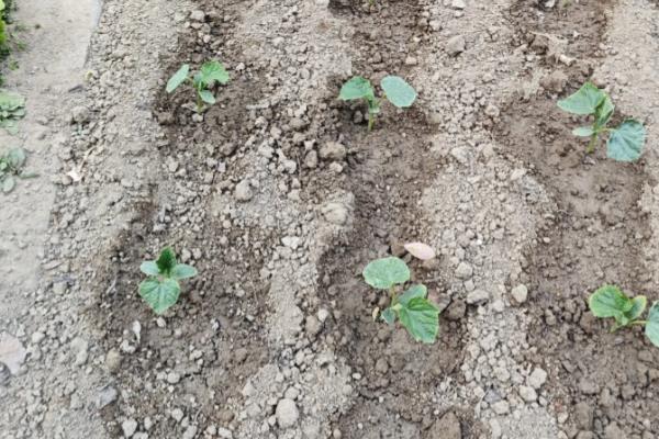 花椒怎么种植，行距保持在1米左右