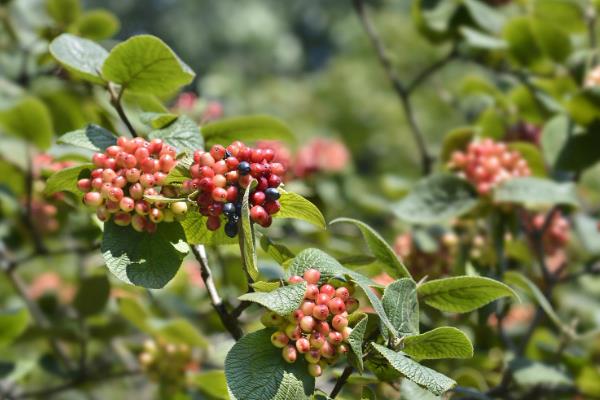 花椒怎么种植，行距保持在1米左右