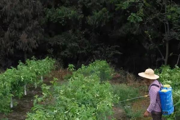 花椒怎么种植，行距保持在1米左右