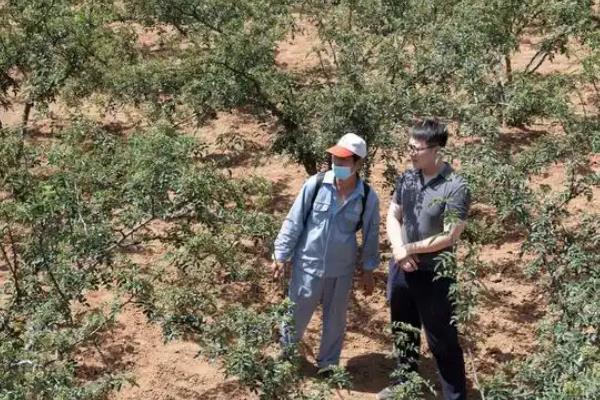 花椒怎么种植，行距保持在1米左右