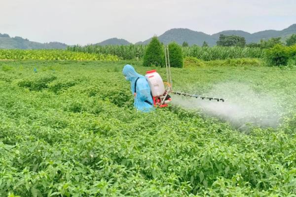 花椒怎么种植，行距保持在1米左右