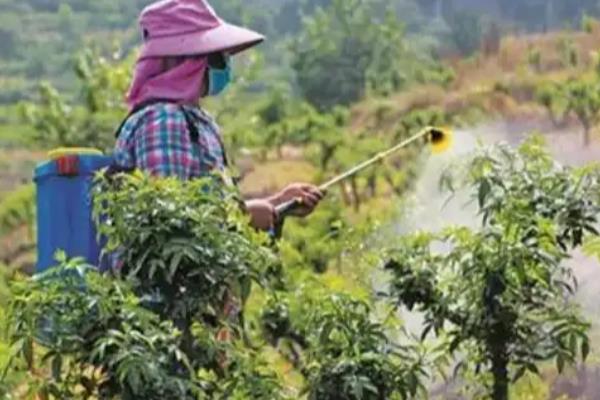 花椒怎么种植，行距保持在1米左右