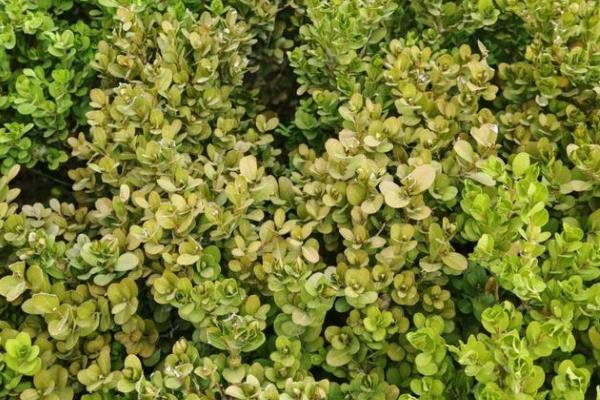 黄杨叶子发黄干枯的原因，可能是病害侵袭所致