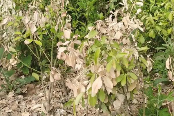 黄杨叶子发黄干枯的原因，可能是病害侵袭所致