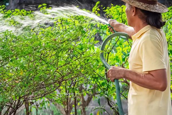 黄杨叶子发黄干枯的原因，可能是病害侵袭所致