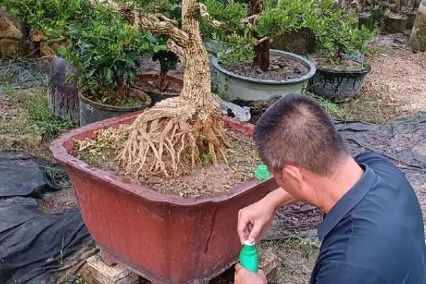 黄杨叶子发黄干枯的原因，可能是病害侵袭所致