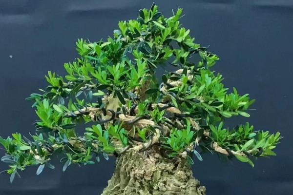 黄杨叶子发黄干枯的原因，可能是病害侵袭所致