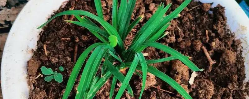 宿根花卉以哪些繁殖为主，可分株繁殖、扦插繁殖等