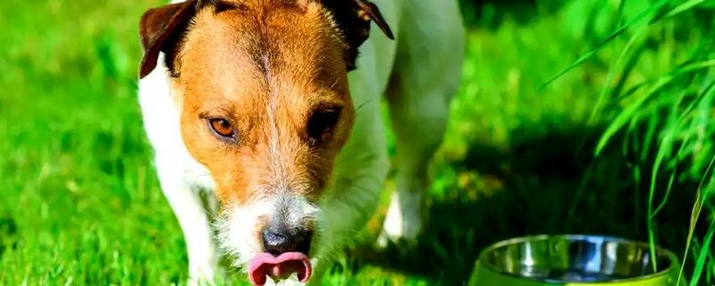 狗狗舔鼻子的原因，可能是鼻头过于干燥所致