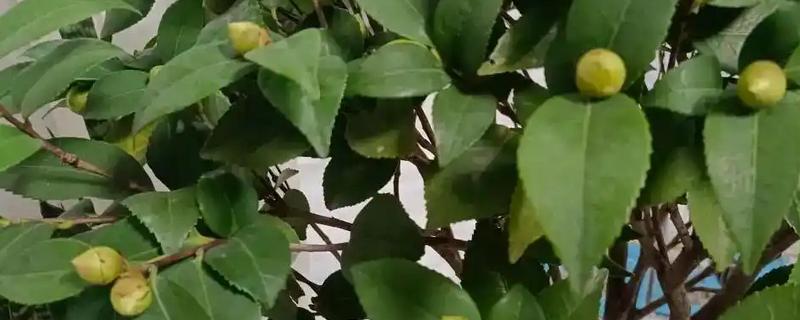 茶花打花苞时如何施肥，要严格把控肥料种类的选择
