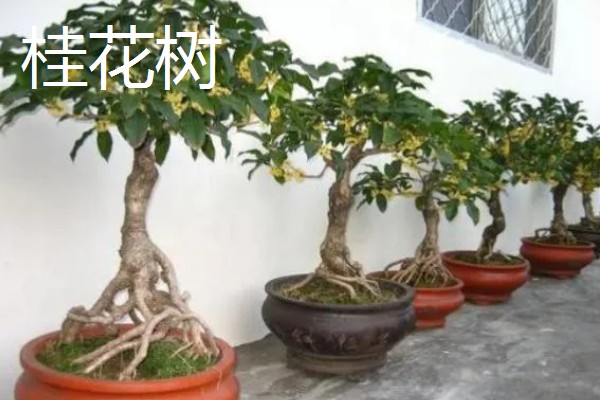 哪些树可以开黄花,常见桂花树、栾树等品种