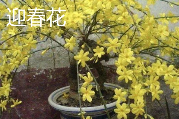 哪些树可以开黄花,常见桂花树、栾树等品种