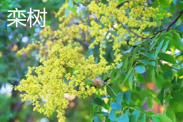 哪些树可以开黄花,常见桂花树、栾树等品种