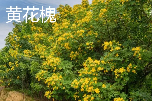 哪些树可以开黄花,常见桂花树、栾树等品种