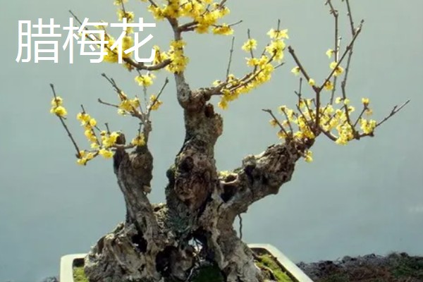 哪些树可以开黄花,常见桂花树、栾树等品种