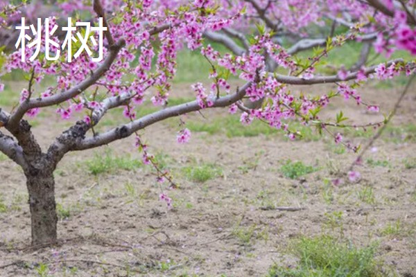 哪些树可以开黄花,常见桂花树、栾树等品种