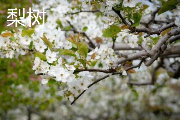 哪些树可以开黄花,常见桂花树、栾树等品种