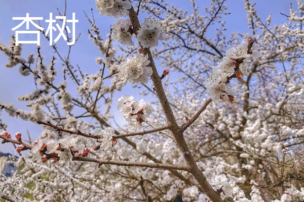 哪些树可以开黄花,常见桂花树、栾树等品种