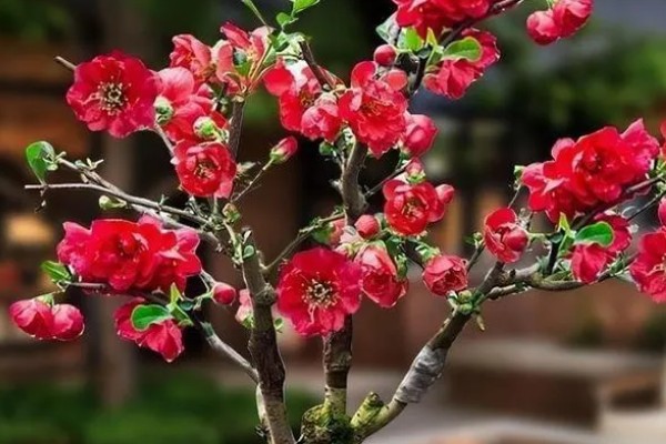 长寿冠海棠能四季开花吗，不可一年四季都开花