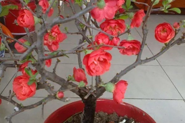 长寿冠海棠能四季开花吗，不可一年四季都开花