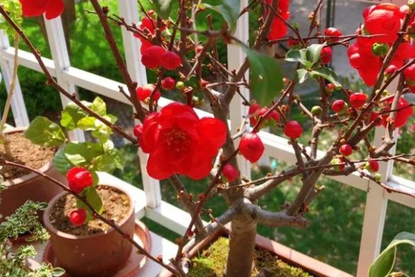 长寿冠海棠能四季开花吗，不可一年四季都开花