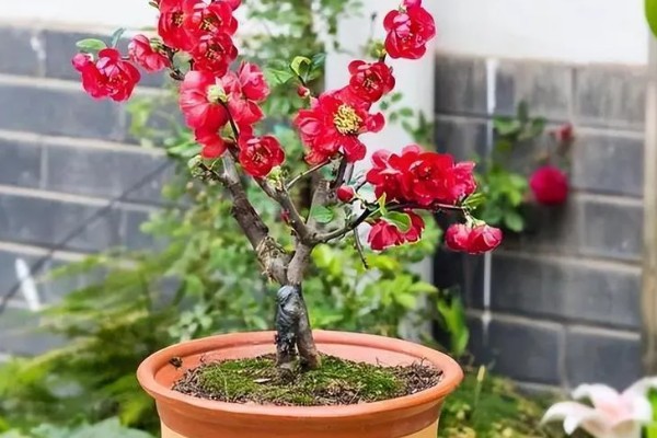 长寿冠海棠能四季开花吗，不可一年四季都开花