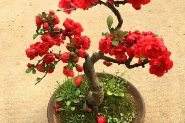 长寿冠海棠能四季开花吗，不可一年四季都开花