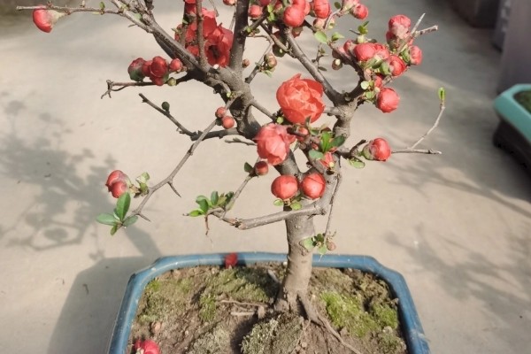 长寿冠海棠能四季开花吗，不可一年四季都开花