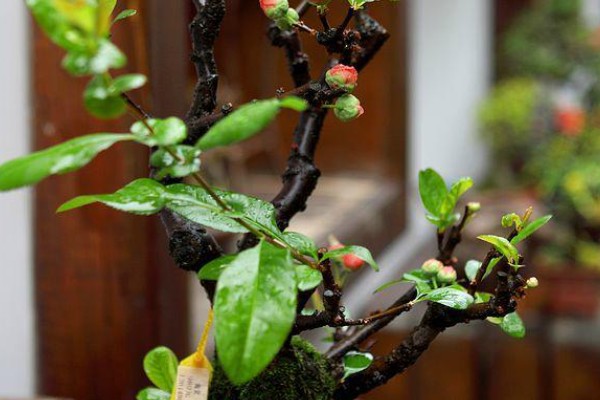 长寿冠海棠能四季开花吗，不可一年四季都开花