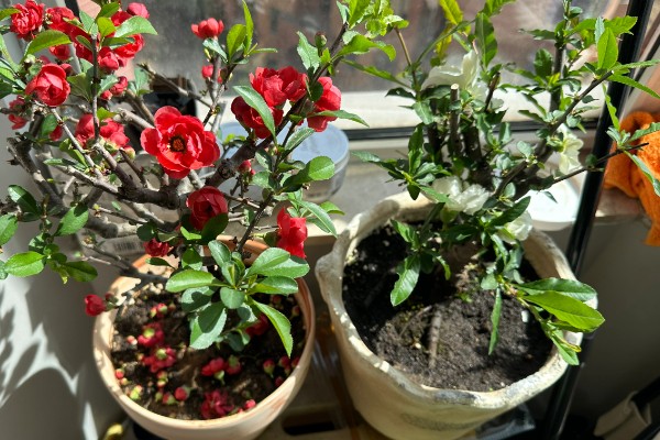 长寿冠海棠能四季开花吗，不可一年四季都开花