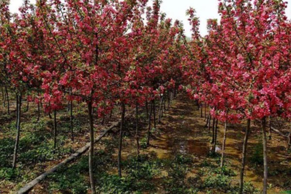 长寿冠海棠能四季开花吗，不可一年四季都开花