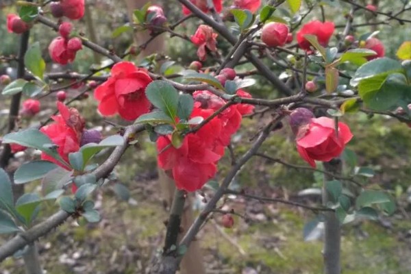 长寿冠海棠能四季开花吗，不可一年四季都开花