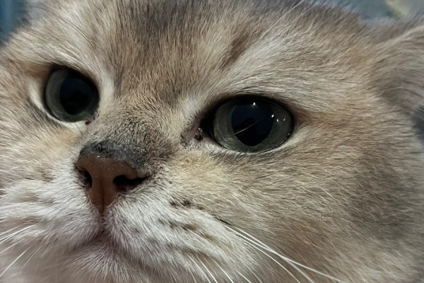 猫咪眼睛里有毛发怎么办，可用宠物洗眼液将毛发洗出来