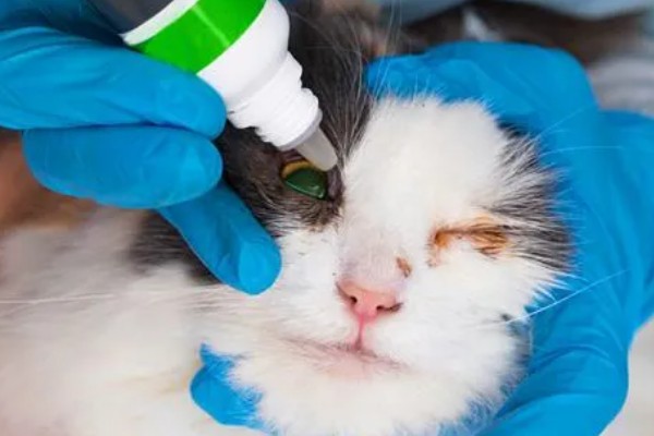 猫咪眼睛里有毛发怎么办，可用宠物洗眼液将毛发洗出来