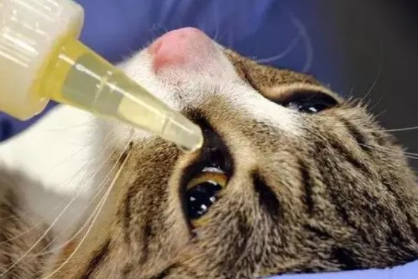 猫咪眼睛里有毛发怎么办，可用宠物洗眼液将毛发洗出来
